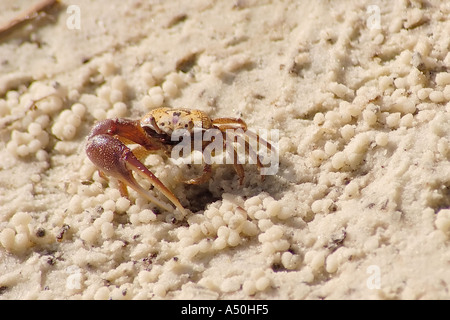 Crabe violoniste de sable Banque D'Images