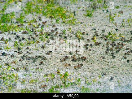 Crabe violoniste de sable Banque D'Images