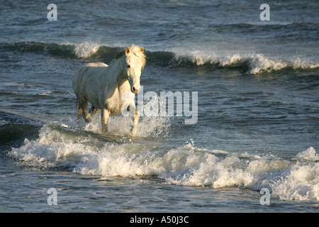 Cheval Camargue s'exécutant dans la mer Banque D'Images