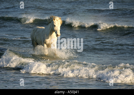 Cheval Camargue s'exécutant dans la mer Banque D'Images