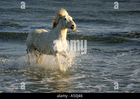 Cheval Camargue s'exécutant dans la mer Banque D'Images