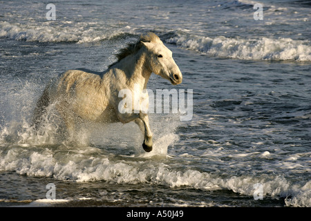 Cheval Camargue s'exécutant dans la mer Banque D'Images