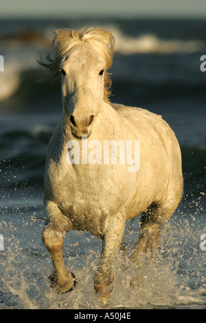 Cheval Camargue s'exécutant dans la mer Banque D'Images