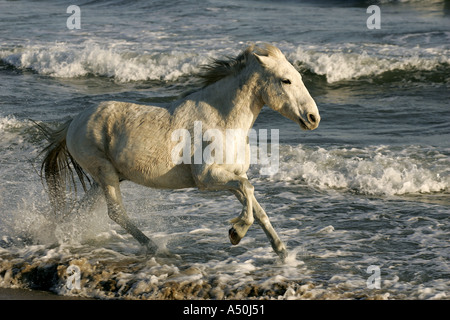 Cheval Camargue s'exécutant dans la mer Banque D'Images