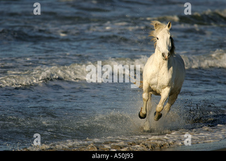 Cheval camargue s'exécutant dans la mer Banque D'Images