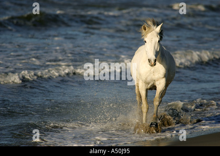 Cheval camargue s'exécutant dans la mer Banque D'Images