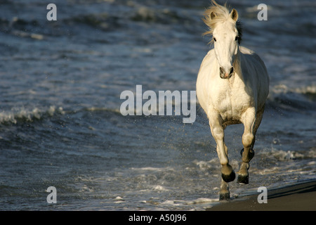 Cheval camargue s'exécutant dans la mer Banque D'Images