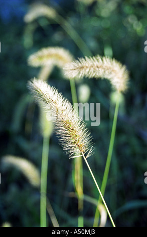 Semis indigènes sauvages tête herbe / chefs mis en évidence par la fin des jours de soleil. Prises au cours de la fin de l'été début de l'automne Banque D'Images