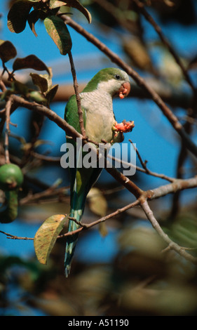 Perruche moine Myiopsitta monachus Caturrita Pantanal Nord Brésil Banque D'Images