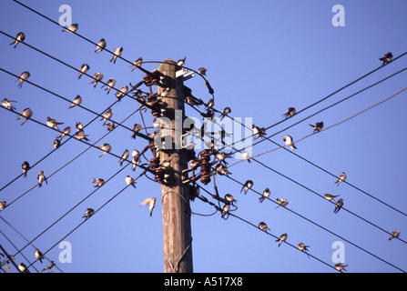 Hirondelles reposant sur des câbles de l'électricité à 4 voies avec mât intersection Banque D'Images