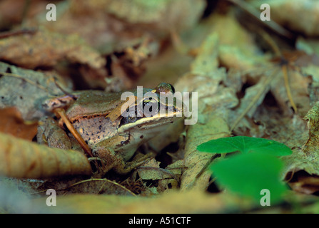 Close up of wood frog Banque D'Images