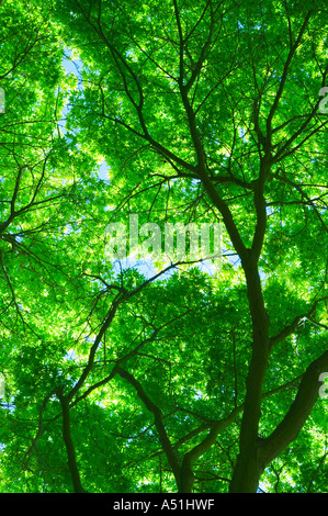 Jusqu'à l'intermédiaire de succursales d'érable japonais Banque D'Images