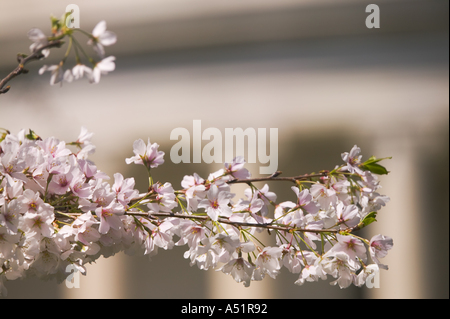Les fleurs de cerisier rose sur la branche en face de la Jefferson Memorial au cours de l'Assemblée Cherry Blossom Festival à Washington DC USA Banque D'Images