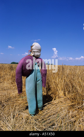 Épouvantail placé dans les champs pour effrayer les oiseaux à l'écart de champ de blé yorkshire uk Banque D'Images