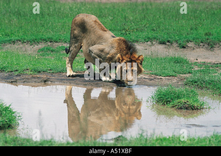 Lion mâle de l'alcool à une piscine dans le Parc National de Serengeti Tanzanie Afrique de l'Est avec des réflexions de format horizontal Banque D'Images