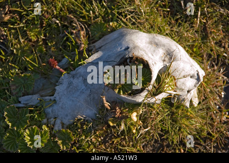 Moutons crâne avec les plantes qui poussent à travers elle Banque D'Images