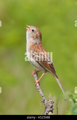 Field Sparrow Spizella pusilla Réserve de prairie à herbes Pawhaska Oklahoma USA 7 juillet EMBERIZIDAE Adultes Banque D'Images