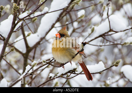 Le Cardinal Cardinalis cardinalis femelle perchée sur la branche couverte de neige de Star Magnolia Floyd County Indiana Banque D'Images