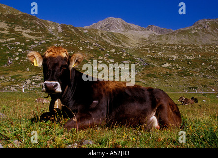 Vache vaches suisses, Swiss, vache, vache au repos dans les pâturages, Fluela Pass, Upper Engadine, Canton des Grisons, Suisse, Suisse, Europe centrale, Europe Banque D'Images