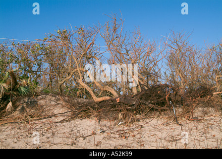 L'ouragan Jeanne tempête dommages aux dunes beach Hutchinson Island Saint Lucie County Florida Banque D'Images