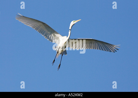 Grande Aigrette en vol Entrée en terre avec wingstretch Banque D'Images