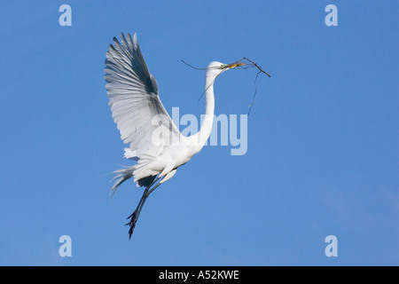 Grande Aigrette en vol pour atterrir à site du nid avec le matériel du nid Banque D'Images