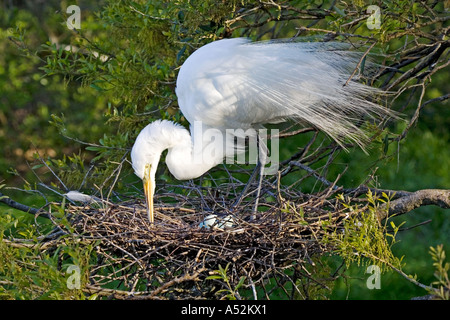 Grande Aigrette sur nid d'embrayage d'oeufs tendance Banque D'Images