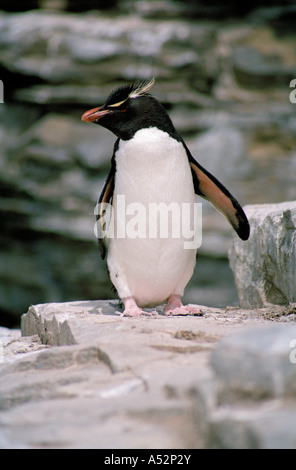Rockhopper Penguin (Eudyptes chrysocome), Sea Lion Island, Îles Falkland, l'Atlantique Sud Banque D'Images