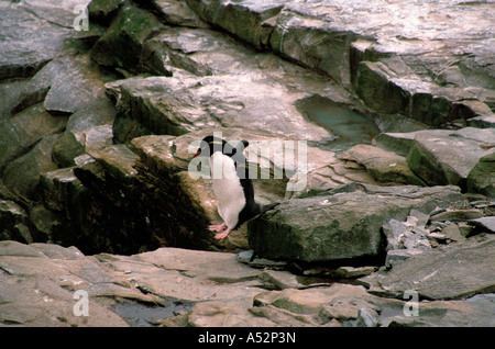 Rockhopper Penguin (Eudyptes chrysocome) sautant sur la falaise rocheuse jusqu'à la mer, Rockhopper point, Sea Lion Island, Falkland Islands, South Atlantic Banque D'Images