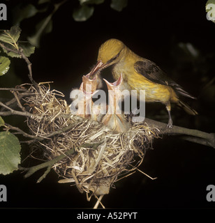 Golden Oriole Oriolus oriolus nourrir les jeunes au nid Banque D'Images