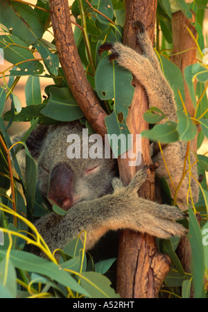 L'Australie, le koala II Banque D'Images