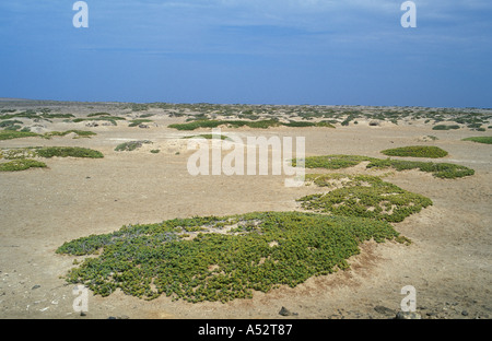 Les plantes indigènes qui poussent sur le sable du désert arrosées par le brouillard le long de l'océan atlantique coût Namib Namibie Afrique hentiesbaai Banque D'Images