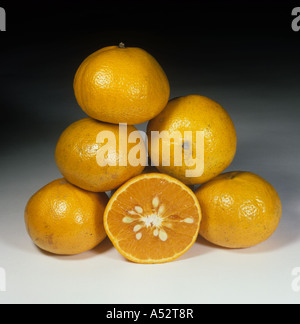 Ensemble composé de fruits mandarine variété Murcott Honey Banque D'Images