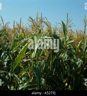 Fleurs mâles glands sur la récolte de maïs Zea mays arrivant à échéance Banque D'Images