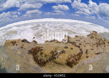 Rivage rocheux Hutchinson Island près de Stuart Gilbert s Bar maison de refuge Floride plages côtières de calcaire des roches Banque D'Images