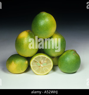 Ensemble composé de fruits limequat kumquat hybride entre la ligne et variété Limequat Eustis Banque D'Images