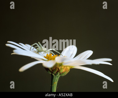 Femme ARAIGNÉE CRABE Misumena vatia guettant sa proie sur une fleur d'Argyranthum White Star Banque D'Images