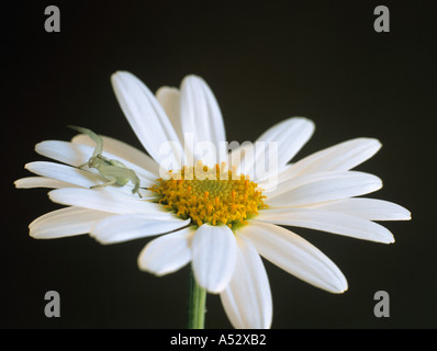 Femme ARAIGNÉE CRABE Misumena vatia guettant sa proie sur une fleur d'Argyranthum White Star Banque D'Images