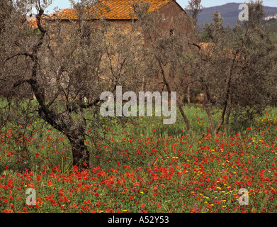 Poppies growing dans une oliveraie Massa Marittima Toscane Italie Banque D'Images