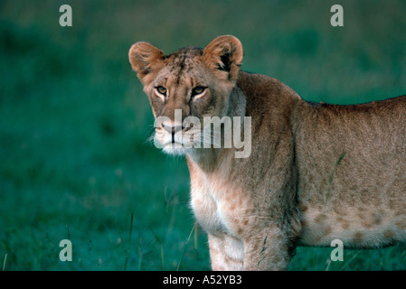 Portrait de lionne africaine Panthera leo Parc National de Nairobi Kenya Banque D'Images