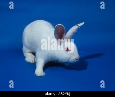 Laboratoire Blanc lapin blanc de Nouvelle- Zélande utilisé dans les études de toxicologie Banque D'Images