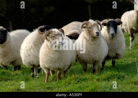 Avec d'autres races de moutons Portland avant l'hiver l'agnelage Devon Banque D'Images