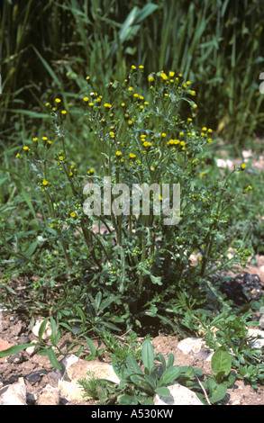 Le séneçon Senecio vulgaris plante à fleurs Banque D'Images