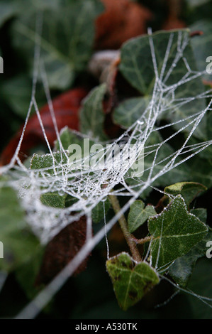 Les araignées congelées givré hiver noël web accueil suspendue entre les branches des plantes de houx Banque D'Images