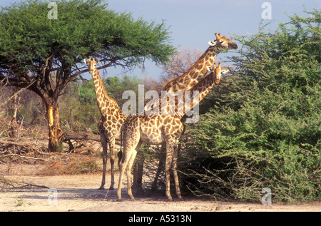 Girafe commun naviguant sur acacia arbres Parc National de Chobe au Botswana Banque D'Images