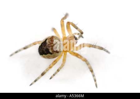 Un petit spiderling. Probablement un jardin araignée ou araignée Araneus diadematus, croix . Banque D'Images