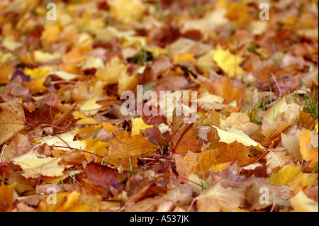 Un concept d'automne ordinaire avec Brown et feuilles rouges tombé sur l'herbe jardin ci-dessous un close up detail avec petit foyer Banque D'Images