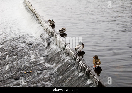 Canards sur la rivière Wharfe weir, Otley Banque D'Images