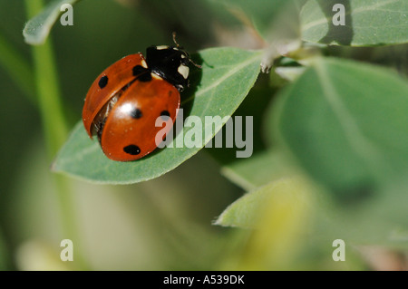 La faune macro : ladybug/Coccinelle prend son envol Banque D'Images