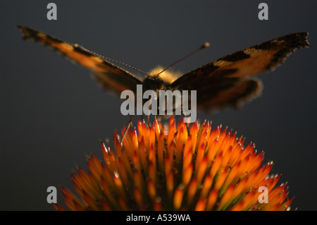 Petit papillon Ecaille (Aglais urticae) assis sur l'échinacée Banque D'Images